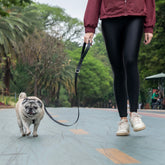 Guia para Cachorro Aquarela Grafite